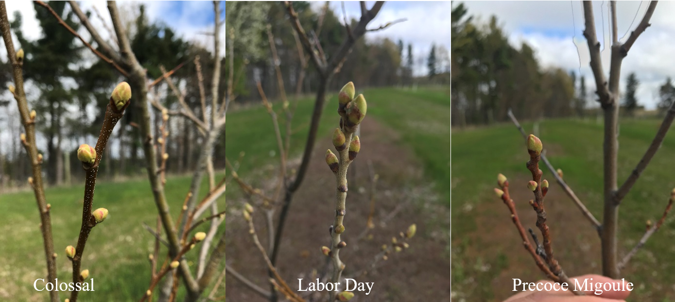 Three different chestnut plants at bud stage.